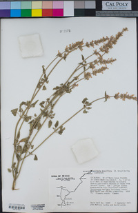 Agastache breviflora image