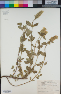 Agastache pallidiflora image