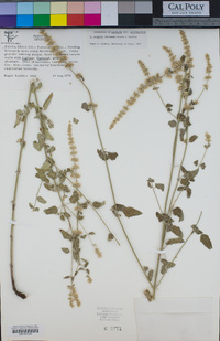 Agastache wrightii image