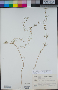 Clinopodium arkansanum image