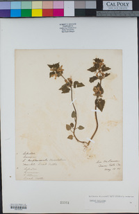 Lamium maculatum image