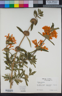 Leonotis leonurus image