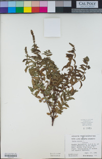 Mentha spicata image