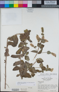 Mentha suaveolens image