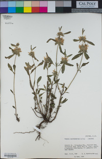 Monarda citriodora image