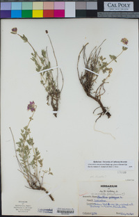 Monardella odoratissima subsp. glauca image