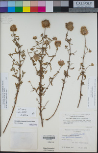Monardella undulata subsp. undulata image
