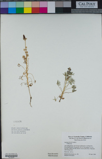 Lupinus bicolor image