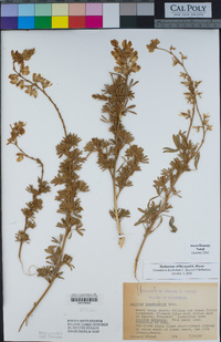 Lupinus chamissonis image