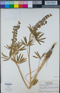 Lupinus wyethii image