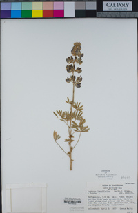 Lupinus longifolius image