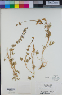 Lupinus meionanthus image