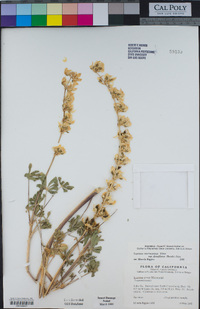 Lupinus densiflorus image