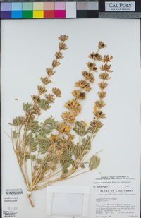 Lupinus subvexus image