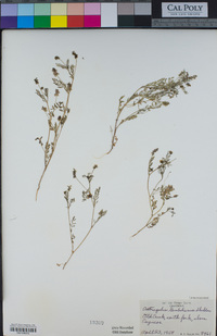 Astragalus gambelianus image