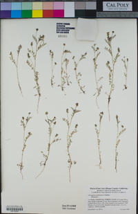 Astragalus gambelianus image