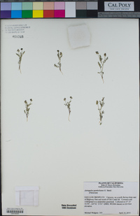 Astragalus gambelianus image