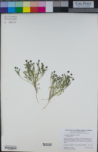 Astragalus gambelianus image