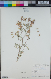 Astragalus humistratus var. humistratus image