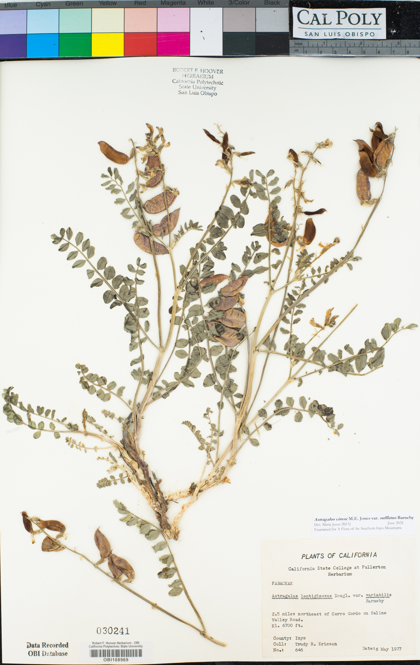 Astragalus cimae var. sufflatus image