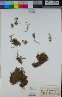 Selaginella underwoodii image