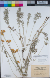 Chrysanthemum cinerariifolium image