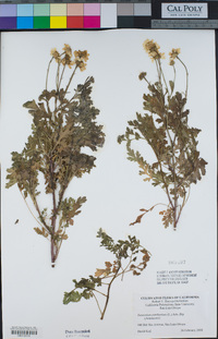 Tanacetum parthenium image