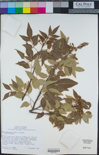 Rhus virens var. choriophylla image