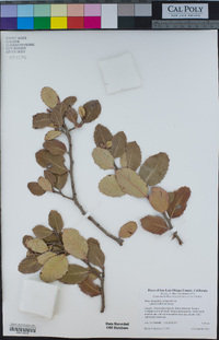 Rhus integrifolia image