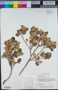 Rhus kearneyi subsp. kearneyi image