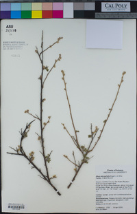 Rhus microphylla image