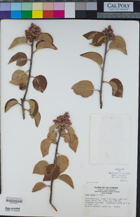 Rhus ovata image