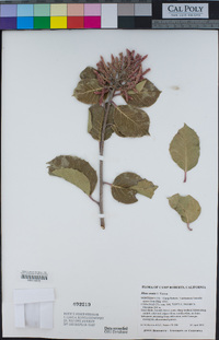 Rhus ovata image