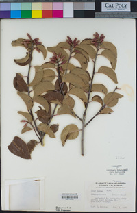 Rhus ovata image