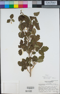 Toxicodendron diversilobum image