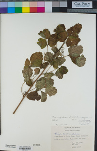 Toxicodendron diversilobum image