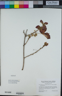 Toxicodendron diversilobum image