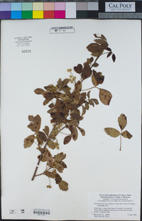 Toxicodendron diversilobum image