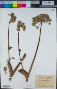 Angelica hendersonii image