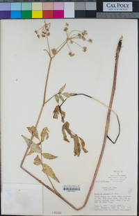 Angelica pinnata image