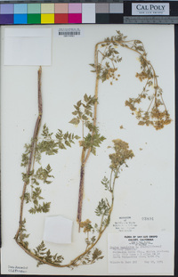 Conium maculatum image