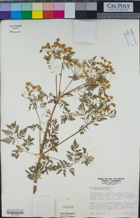 Conium maculatum image