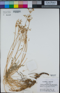 Cymopterus terebinthinus image