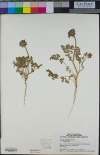 Daucus pusillus image