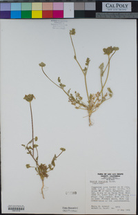 Daucus pusillus image