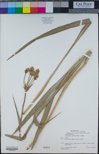 Eryngium yuccifolium image