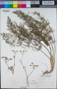 Foeniculum vulgare image