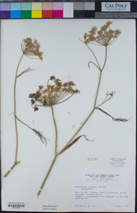 Foeniculum vulgare image