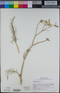 Foeniculum vulgare image