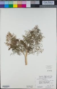 Foeniculum vulgare image